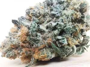 meat-breath-hybrid-weed meat breath aaa strain